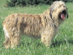 chien_de_berger_catalan_20211203_1695568993